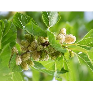 Moruša biela (Morus alba) ´ELDORADO´ - výška 40-60 cm, kont. C1,5L - biele plody